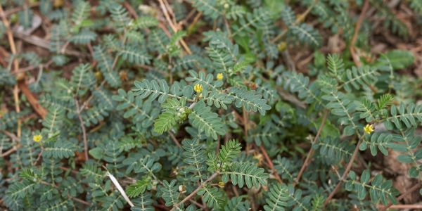Tribulus terrestris: Prirodna podrška za testosteron